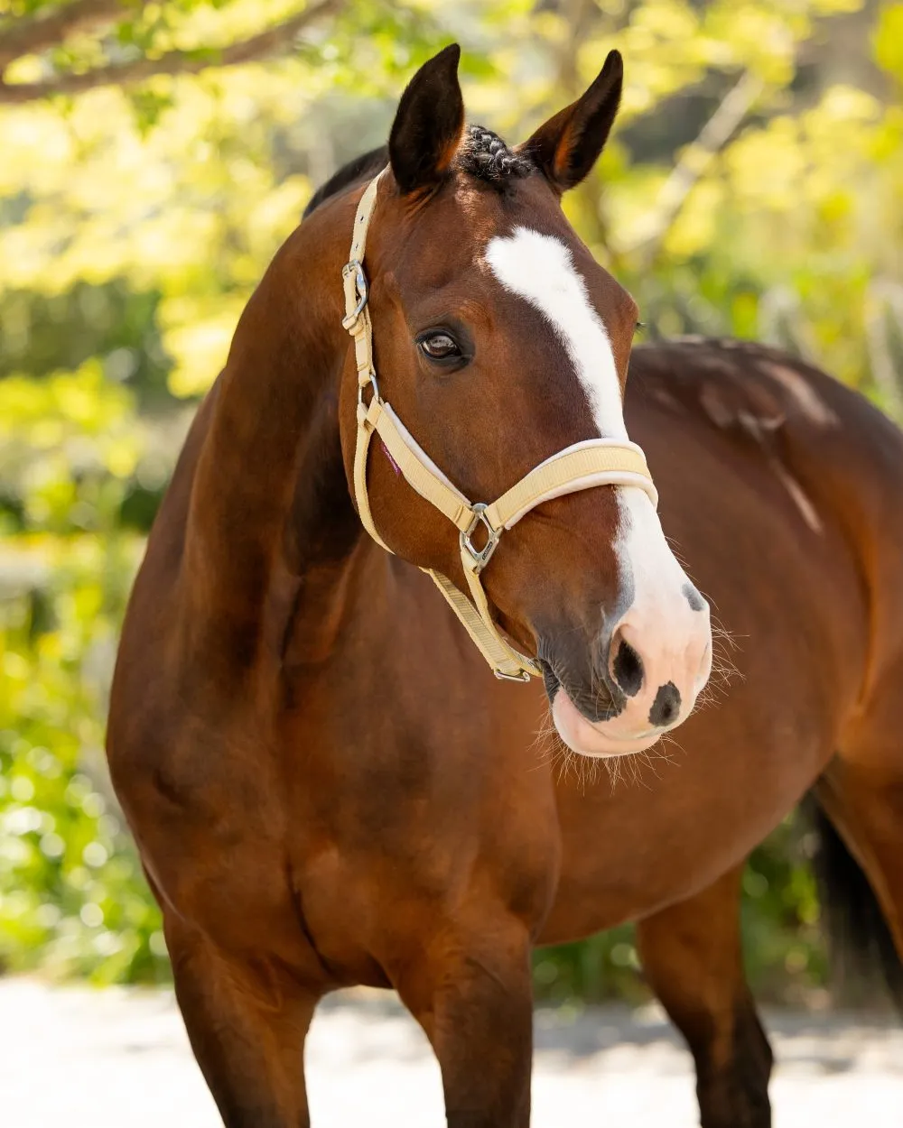 LeMieux Versailles Headcollar