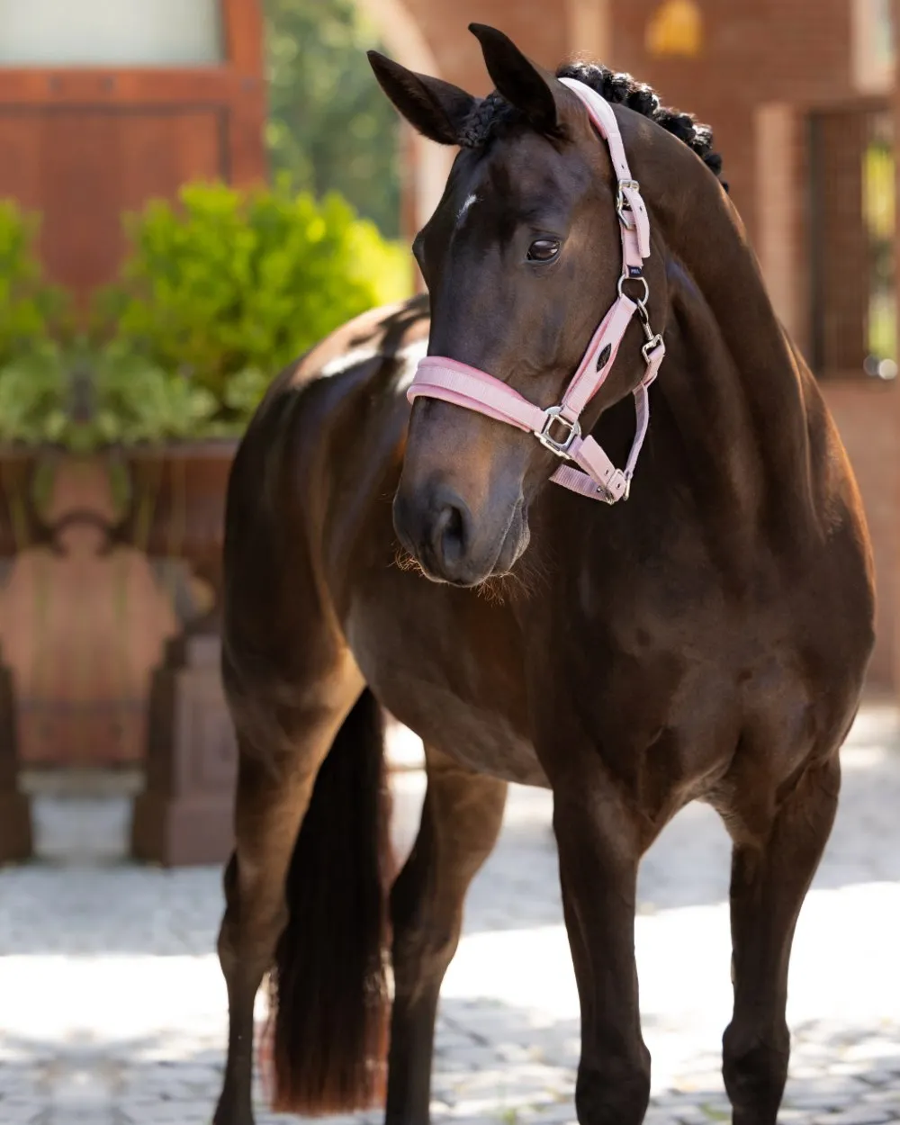 LeMieux Versailles Headcollar
