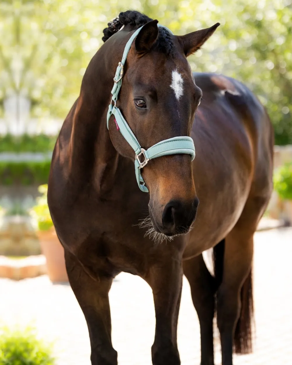 LeMieux Versailles Headcollar